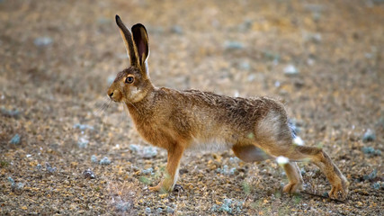 European hare stands on the ground and looking at the camera