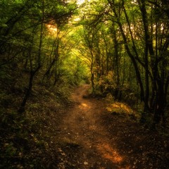 The path in the woods. mountain forest.