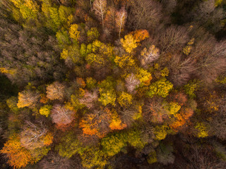 The autumn forest, view from above