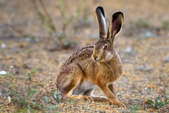 European hare stands on the ground and looking at the camera.  Lepus europaeus