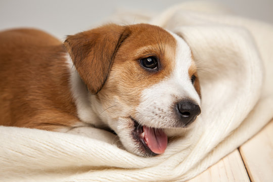 Jack Russell Terrier puppy lies on wood floor