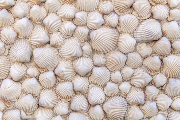House wall made of sea shell like background decoration texture