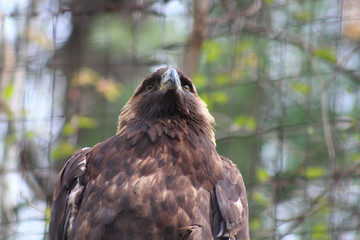 An Eagle