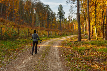 Obraz premium Woman walks on the forest path at sunny autumn day. Tricity Landscape Park, Gdansk, Poland