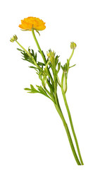 Yellow ranunculus flower and buds