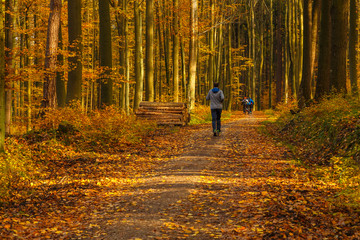 Obraz premium Cyclists and runner. Path in sunny autumn forest. Tricity Landscape Park, Gdansk, Poland