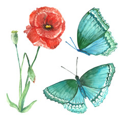 Painting watercolor flowers and butterflies vintage