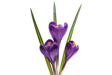 Fototapeta na wymiar spring flower of lilac crocus