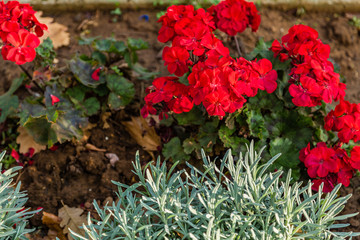 plants of red geraniums