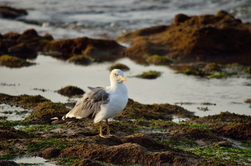 Seagull on the rocks of the shore at low tide