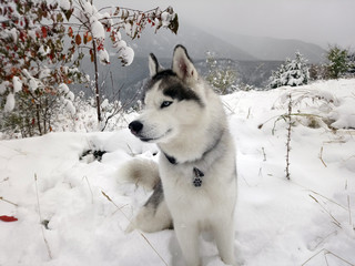 SIBERIAN husky