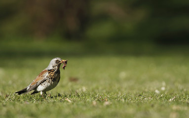Early bird fieldfare, Turdus pilaris, on the grass in the park catching a worm. 