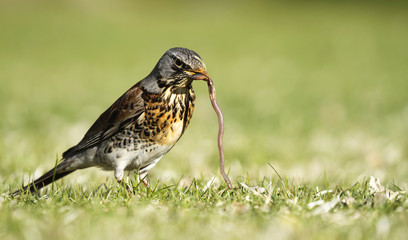 Early bird fieldfare, Turdus pilaris, on the grass in the park catching a worm. 