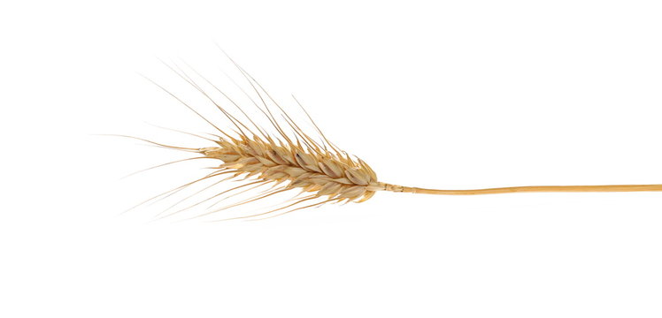 Ear of wheat isolated on white background, clipping path