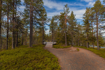 Observation spot in the woods