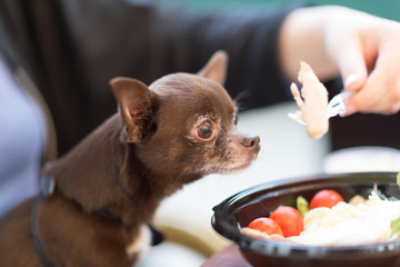 Cute brown chihuahua dog sniffing a food in restaurant