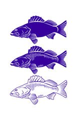 Fototapeta premium seabass