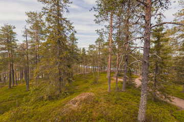 Forest in Lapland at summer
