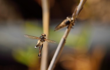 Robber fly, in courtship season performing stunning acrobatics