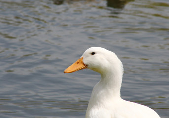White Duck