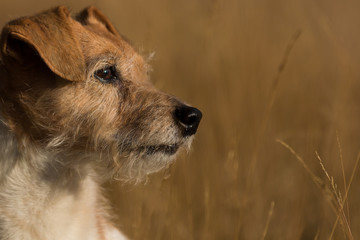 Portrait of a old Jack Russell dog in the grass that looks towards the sun with a light brown soft background in autumn