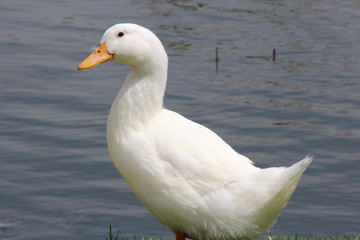 White Duck