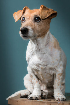 Close up of a Jack Russell dog in spotlight that sits on a stool with a blue-green background