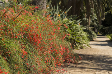 Russelia equisetiformis. Parque de Málaga. España.