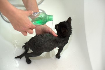 Black Cute Soggy Cat after a Bath, Funny Angry Little Demon. Pet Care