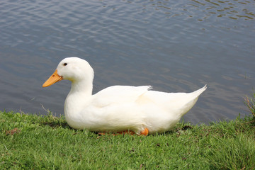 White Duck