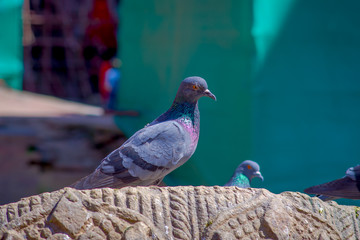 Close up of flock of pigeons standing over a carved rock at Durbar square near old hindu temples in Kathmandu, Nepal
