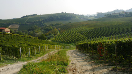 Fototapeta na wymiar Colline coltivate vigna nelle Langhe coltivazioni di Barolo e Dolcetto