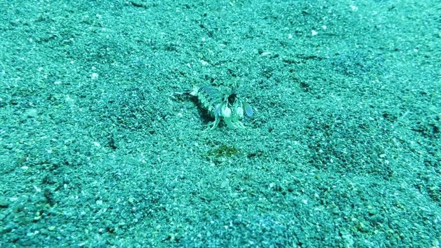 Fangschreckenkrebs - Odontodactylus cultrifer, Pintuyan, Panaon Island, Southern Leyte, Philippinen