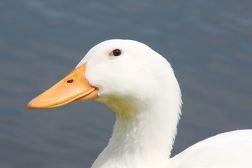 White Duck