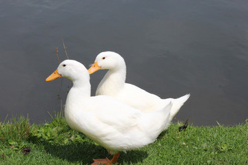 White Duck