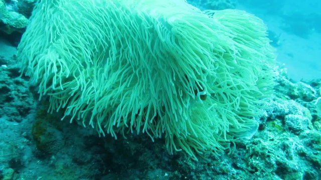 Falscher Clown - Anemonenfisch (Amphiprion ocellaris) sucht Schutz in einer Seeanemone