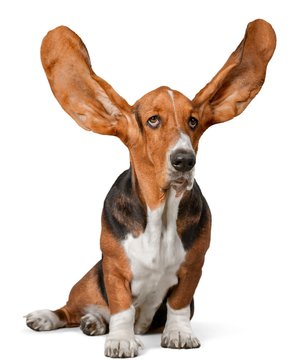 Basset Hound with Ears Up