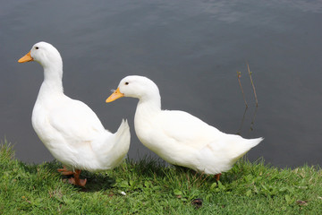 White Duck