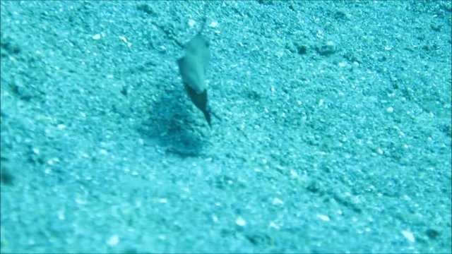 Lippfisch Xyrichtys pavo, Pintuyan, Panaon Island, Southern Leyte, Philippinen