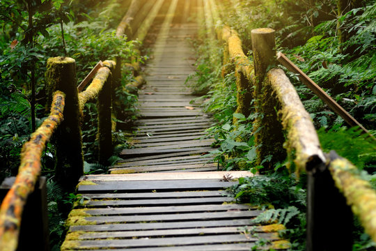 Fototapeta wooden bridge in tropical rain forest, Doi Inthanon National Park, Chiang Mai, Thailand.
