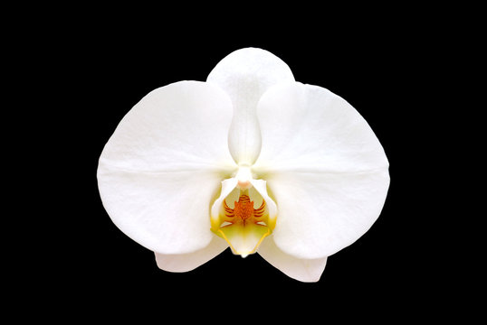 Fototapeta white orchid on black background