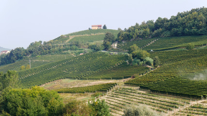 Fototapeta premium Colline coltivate vigna nelle Langhe coltivazioni di Barolo e Dolcetto