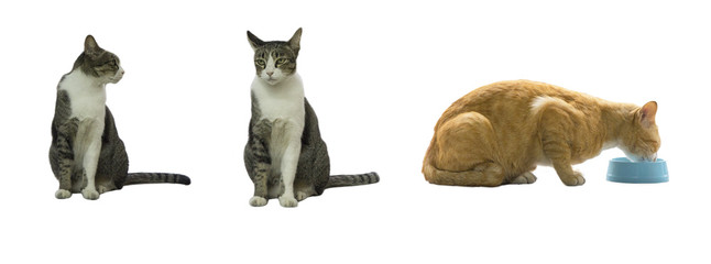 Group of cats isolated on white background