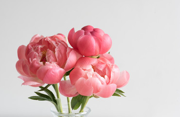 Closeup of coral peonies in glass vase against neutral background (selective focus) - obrazy, fototapety, plakaty