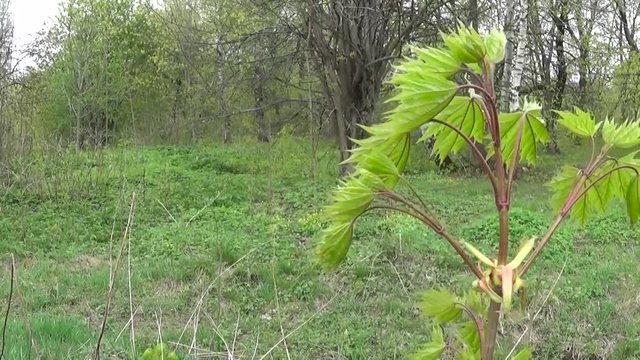 Young maple tree in spring swinging in the wind. Shooting of static camera.
