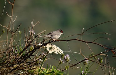 Small bird perched on bush branch, Sylvia melanocephala