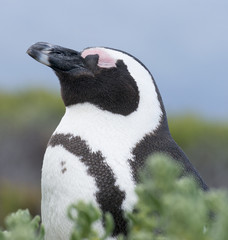 Penguin in Cape Town hatching her egg