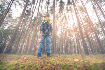 Fototapeta premium A person looking into the sunlight through the trees at forest. Beaming light covers the woods creating warm and moody vibes. 