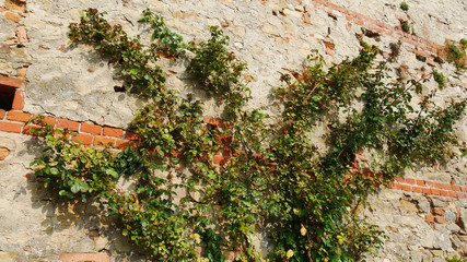 Fototapeta na wymiar Muro medievale con edera rampicante