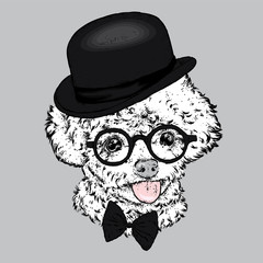 Poodle in a hat and glasses. Vector illustration. Clothes and accessories. Fashion & Style.